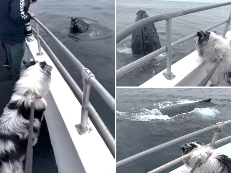 Puppy Sees a humpback Whale
