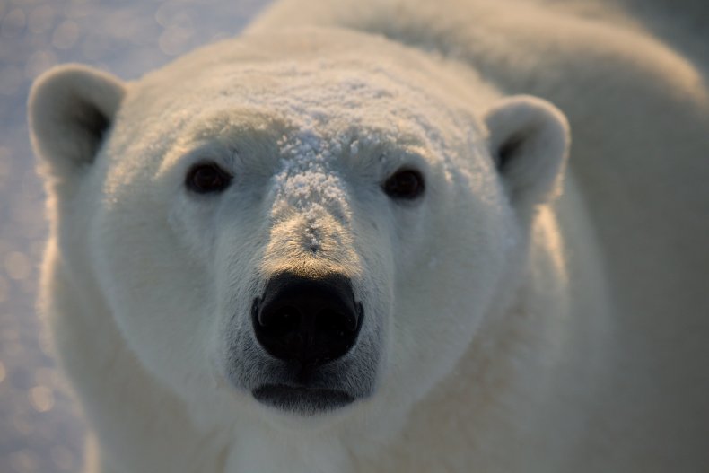 Orso polare nella baia di Hudson