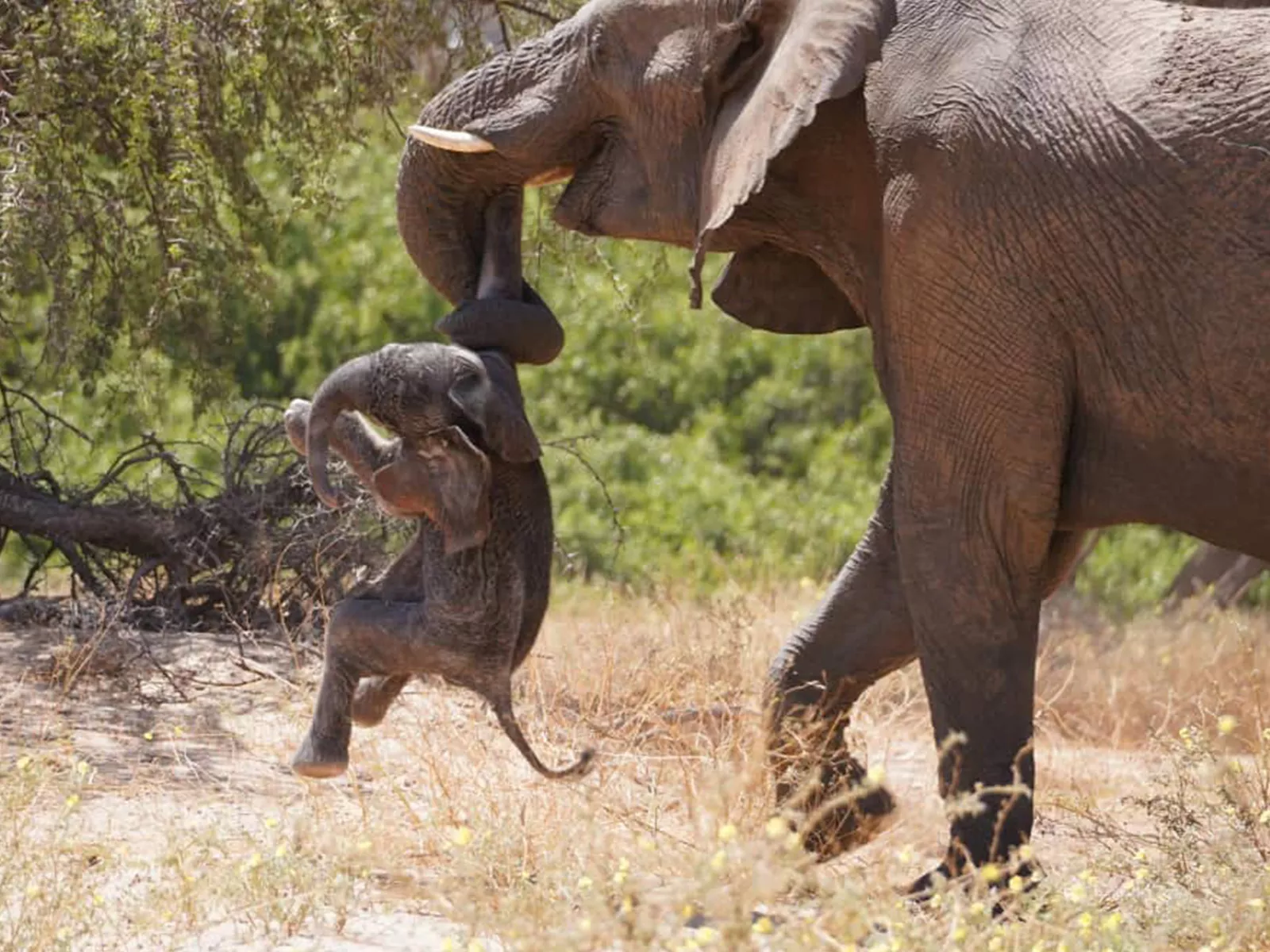 The Search for a Baby Forest Elephant's Mother