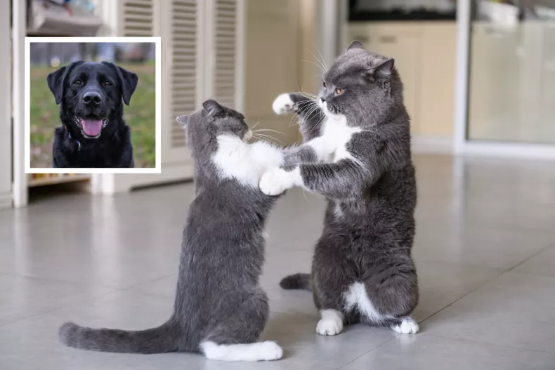 Dog Breaks Up Cat Fight