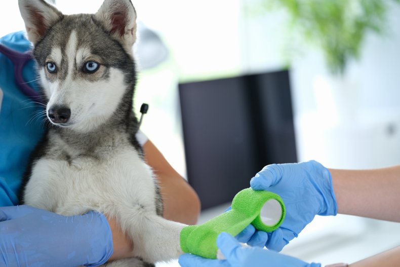Husky con una benda