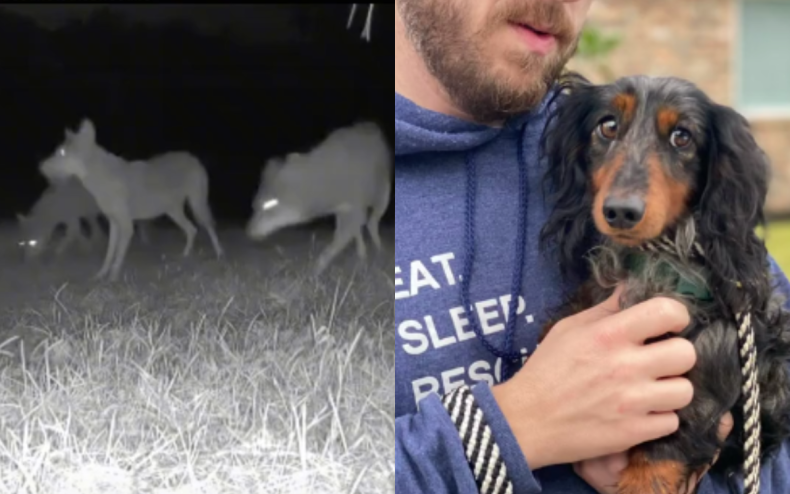 Carlos the Dachshund escaped from coyotes.