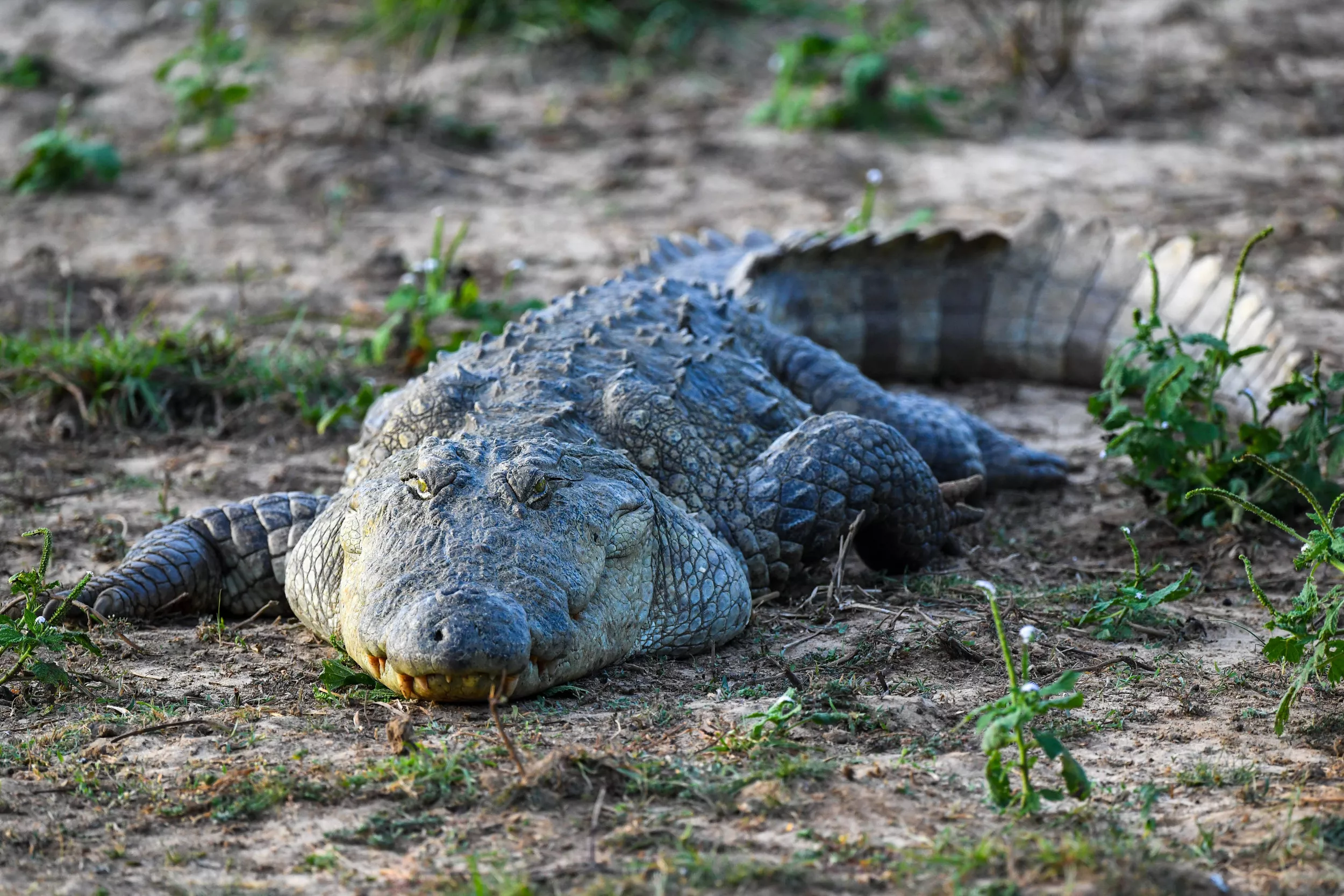 Crocodile Drags Man Away as Locals Say They 'Live in Constant Fear' - Vimarsana News