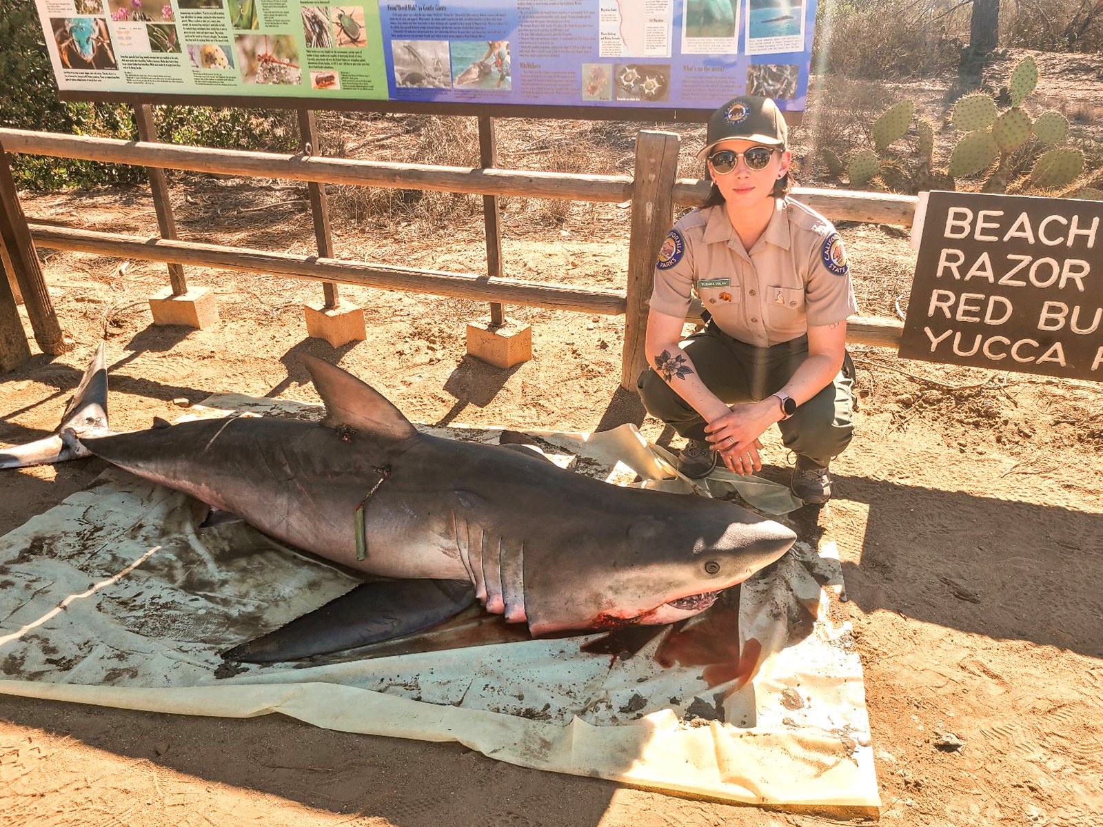Dead Great White Shark on California Beach Was Killed by Fishing Gear