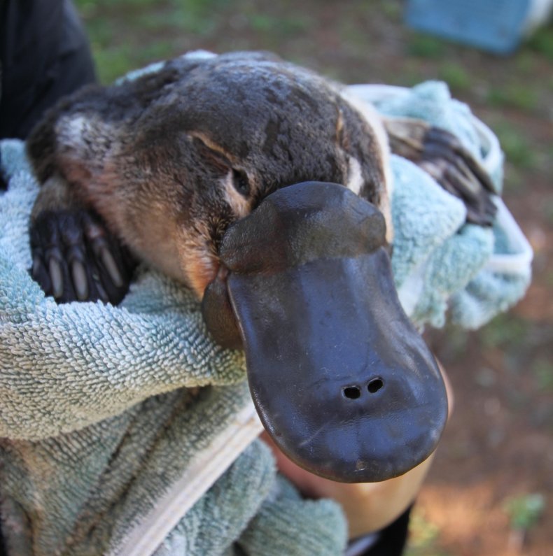 Platypus in a towel