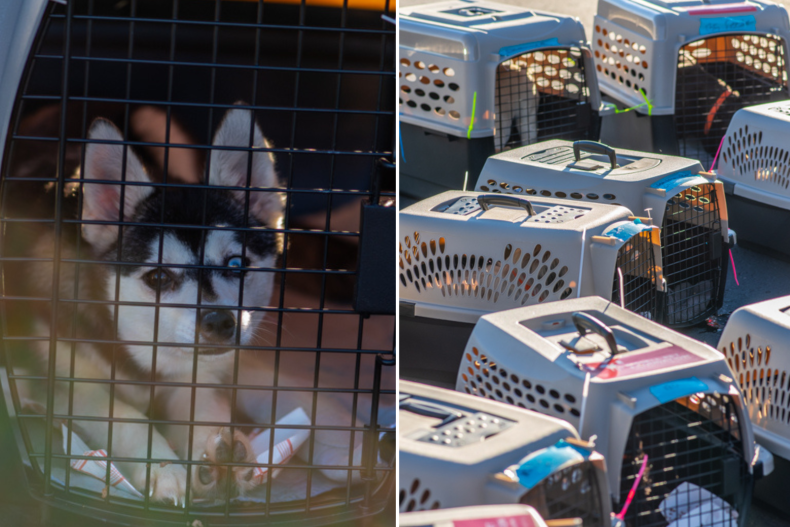 Puppies among 68 dogs airlifted from breeding factories as part of 'rescue' mission 2 BISSELL Pet Foundation Dog Rescue Mission