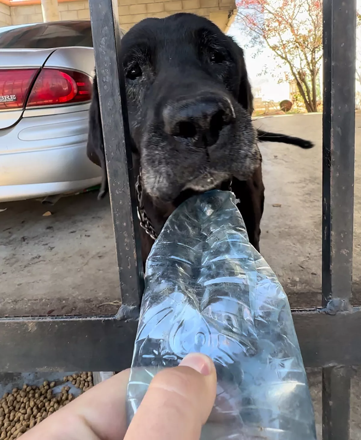 Abandoned Labrador Locked Away for 6 Years Finally Rescued: 'Full of Love' - Vimarsana News
