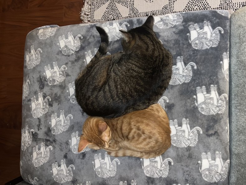 Due gatti che dormono uno accanto all'altro.