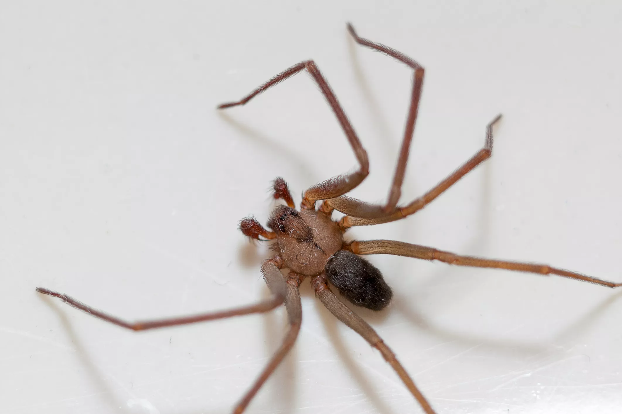 Can Spider Venom Restore Damaged Nerve Endings? - Vimarsana News