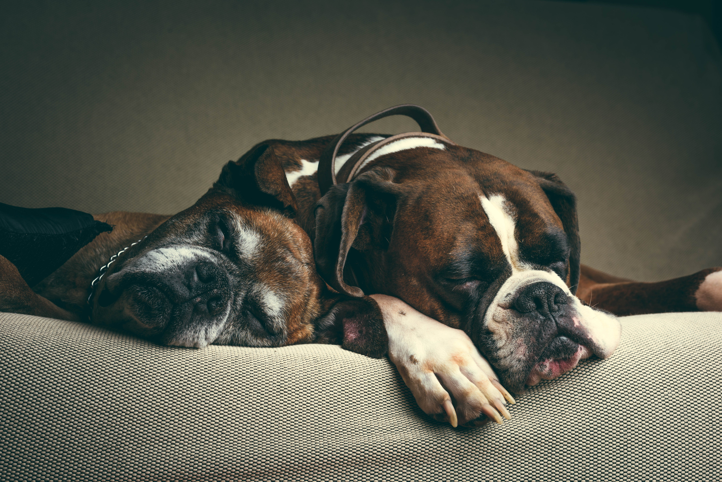 Bond Between Boxer and New Puppy Sibling Delights 'He Needed Her'