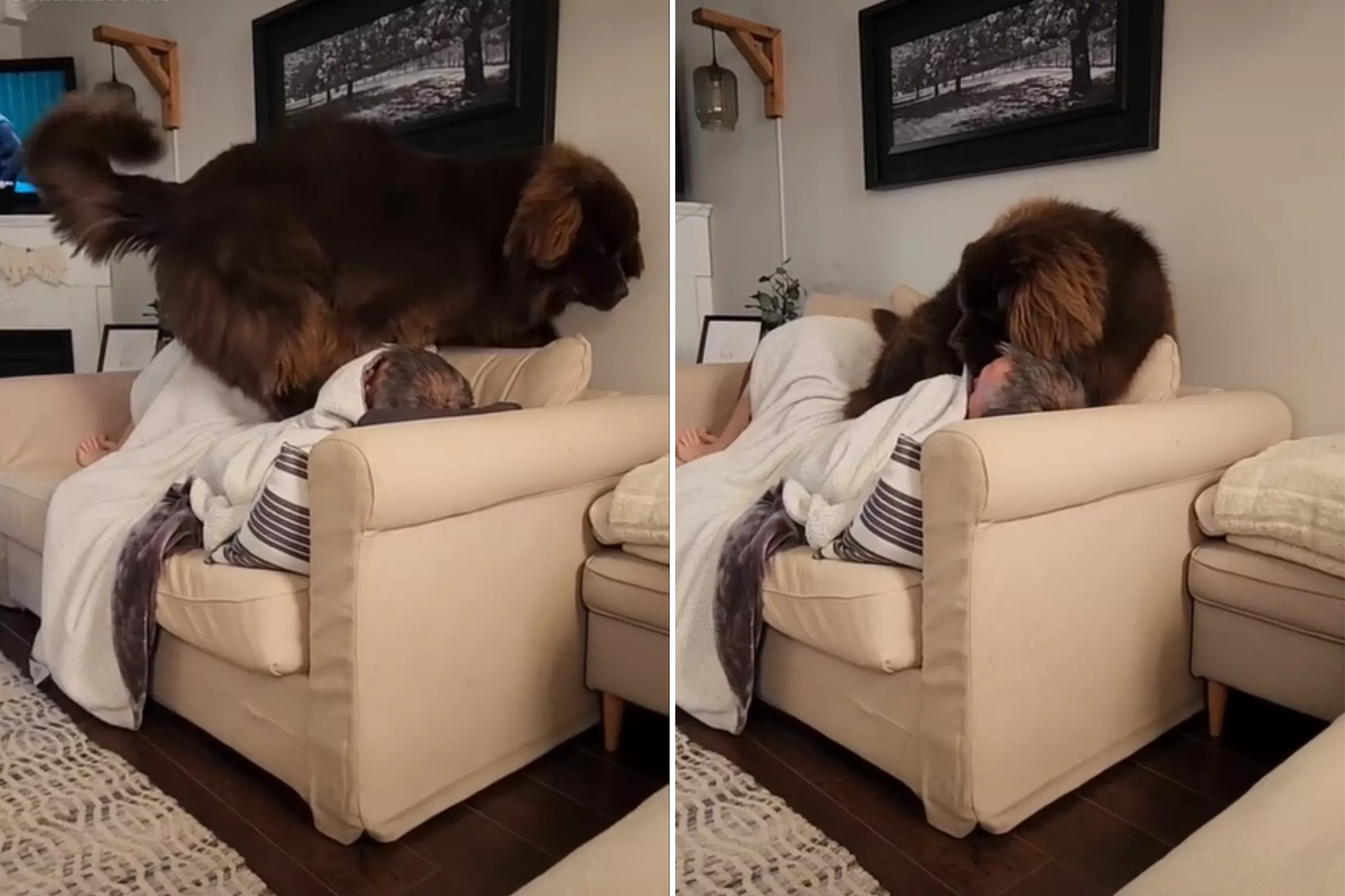 'Chaos' As Giant Newfoundland Dog Tries To Squeeze on Sofa With Owner - Vimarsana News