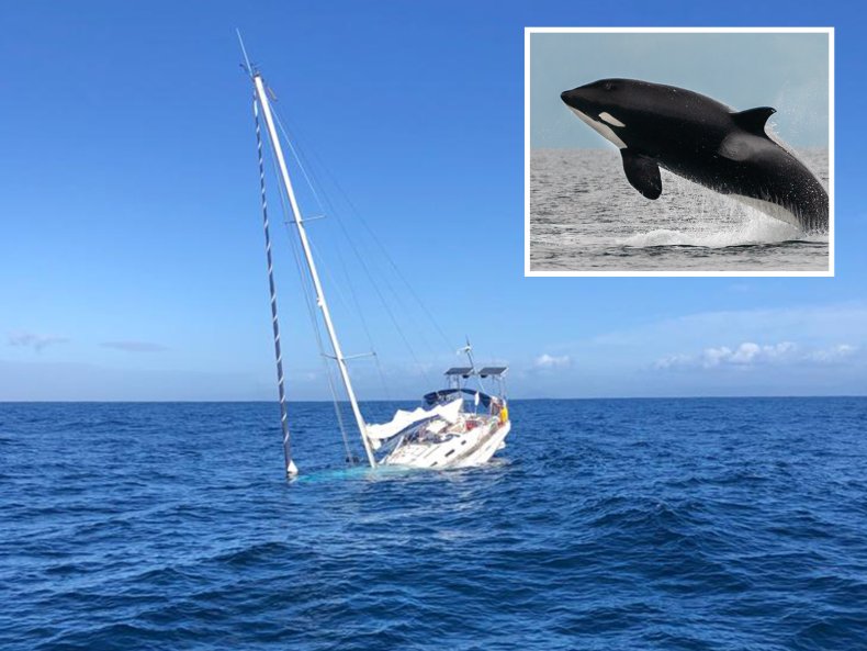 killer whales sink sailboat