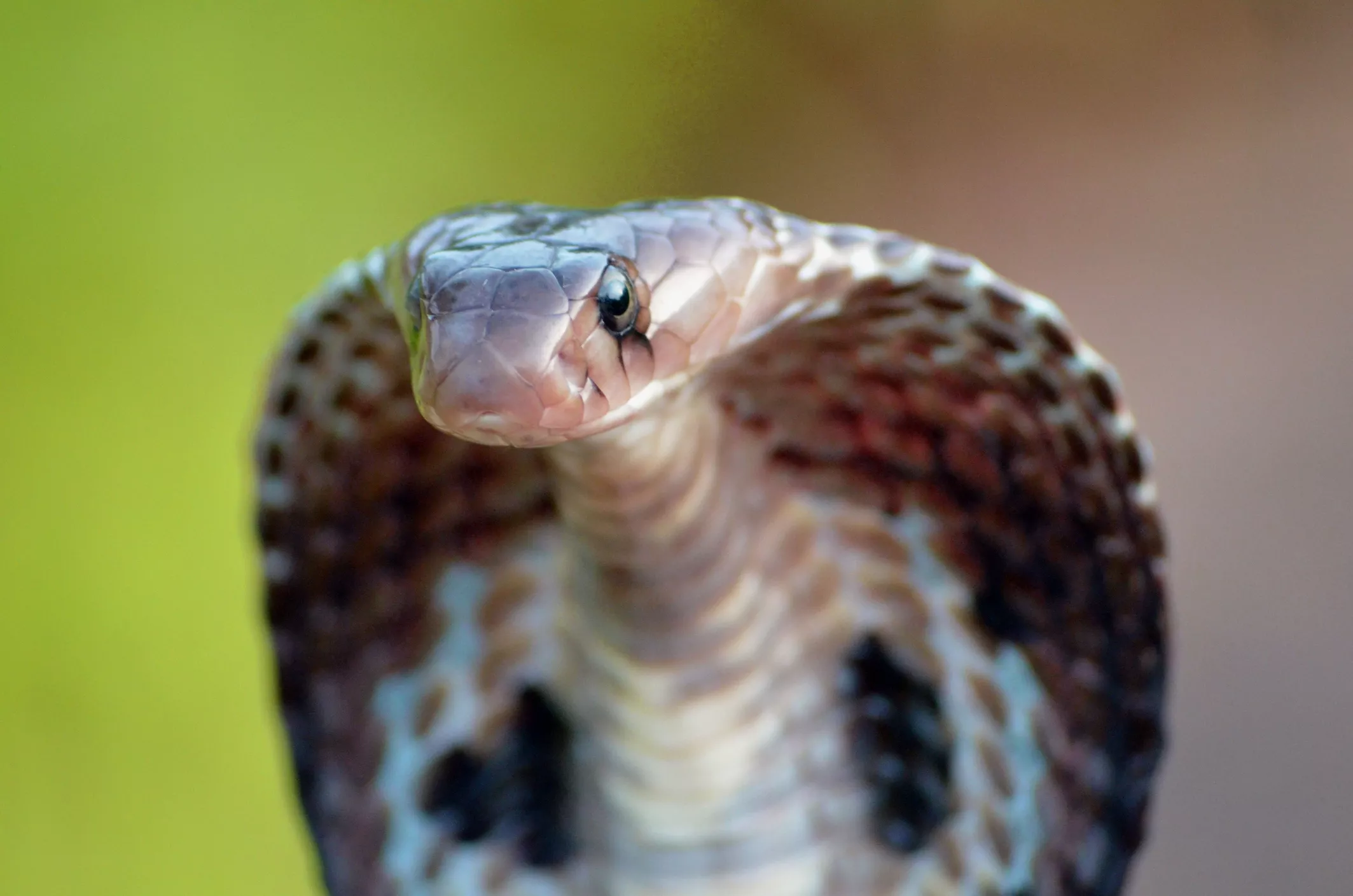 Deadly Cobra Attacks, Meets Its Match as Boy Bites Back - Vimarsana News