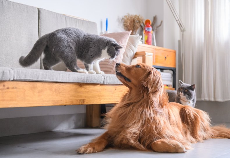 Cat's nose nearly touching golden retriever's nose.
