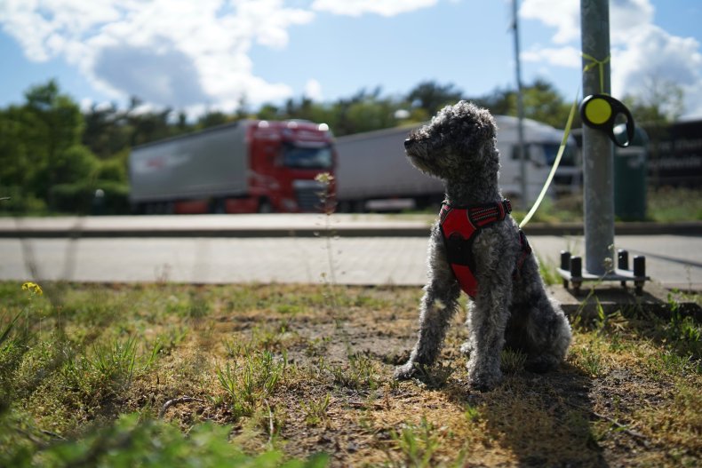 Dog abandoned on highway, tied to pole.