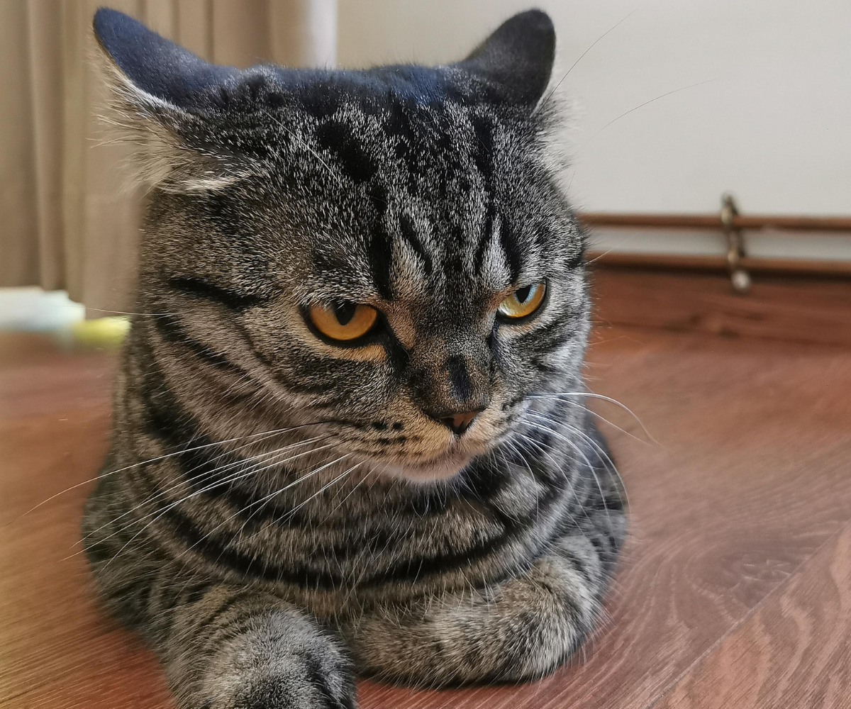 Resting Angry Cat Face : r/aww