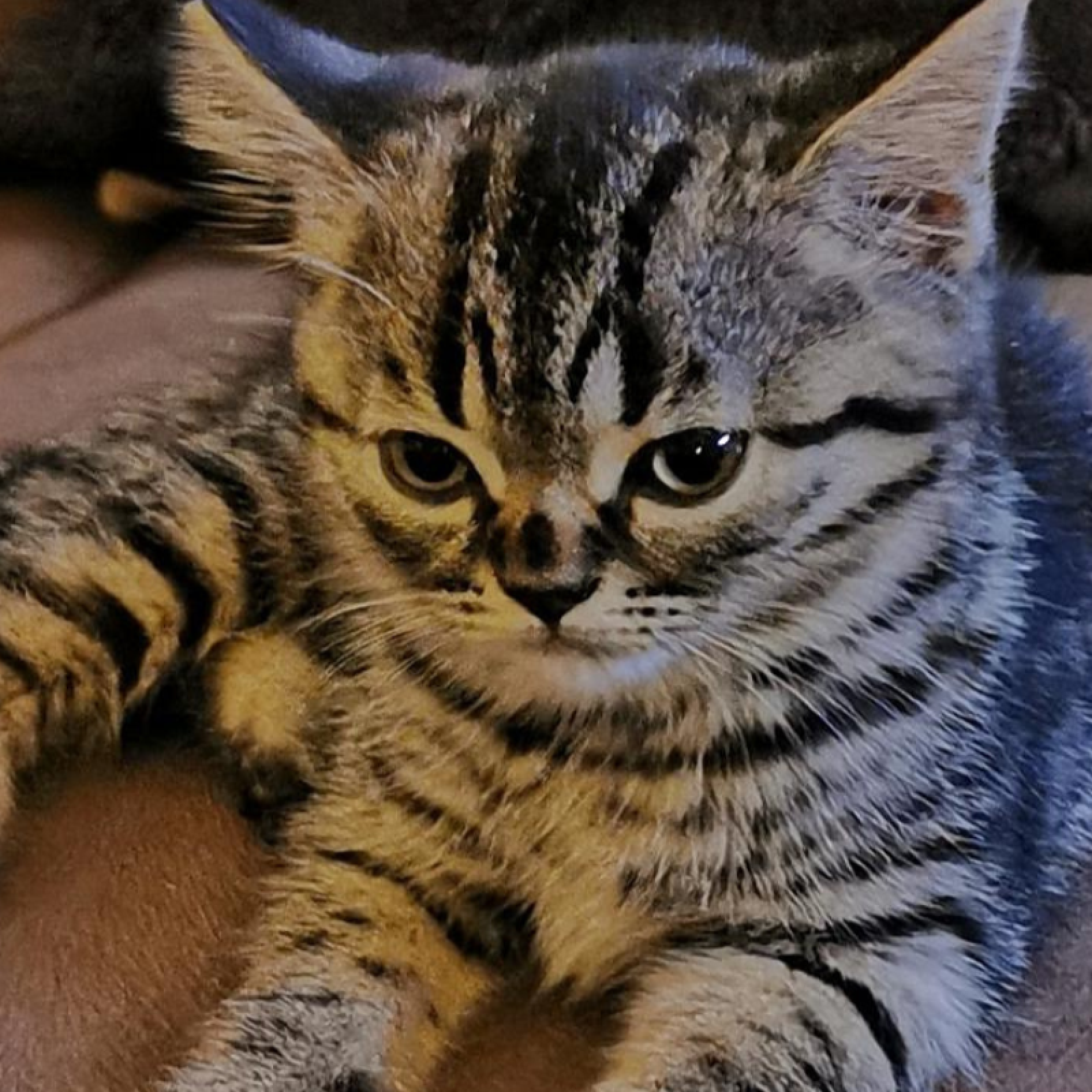 Kitten With Permanently Angry Face Dubbed 'Grumpy Cat 2.0'