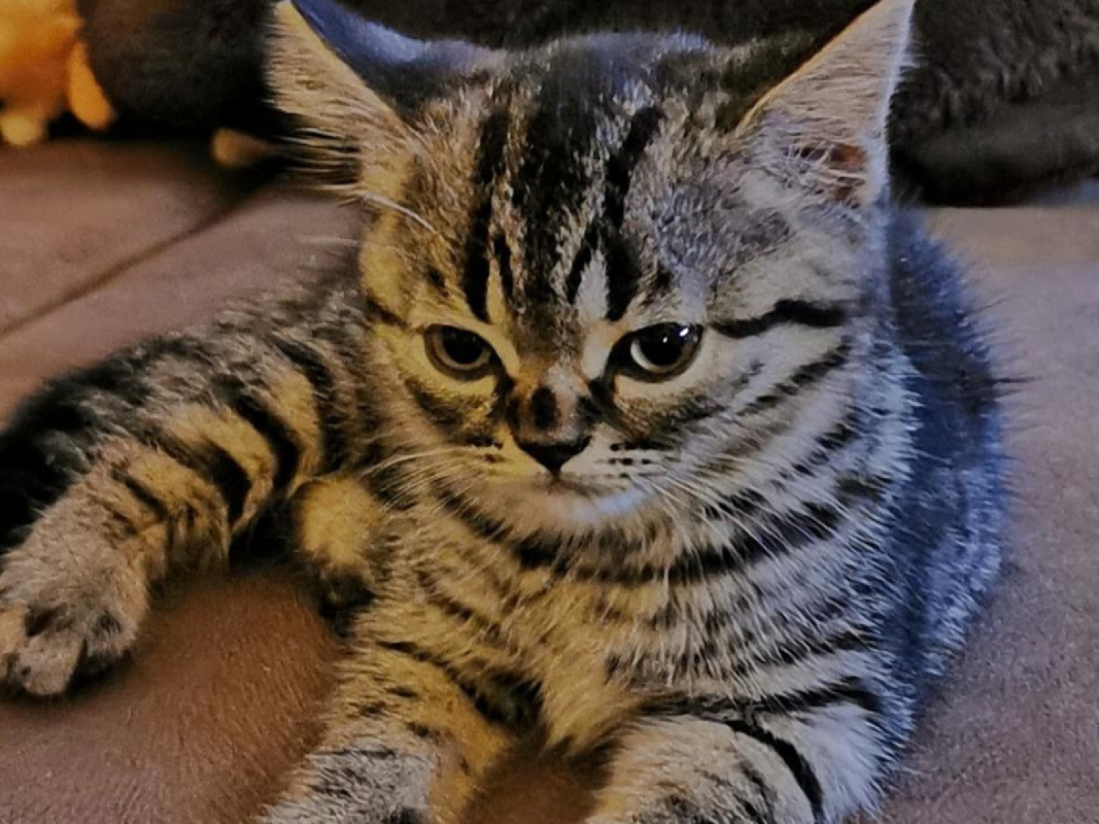 Kitten With Permanently Angry Face Dubbed 'Grumpy Cat 2.0