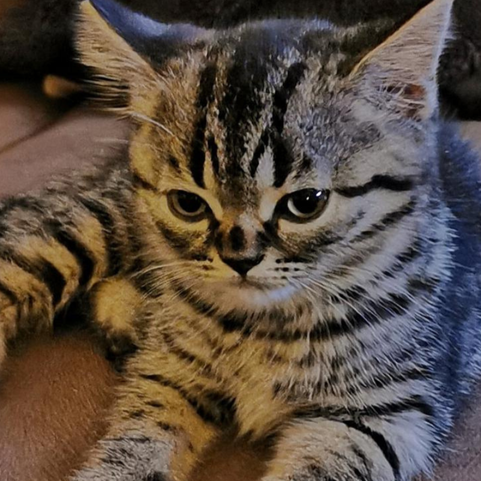 Kitten With Permanently Angry Face Dubbed 'Grumpy Cat 2.0