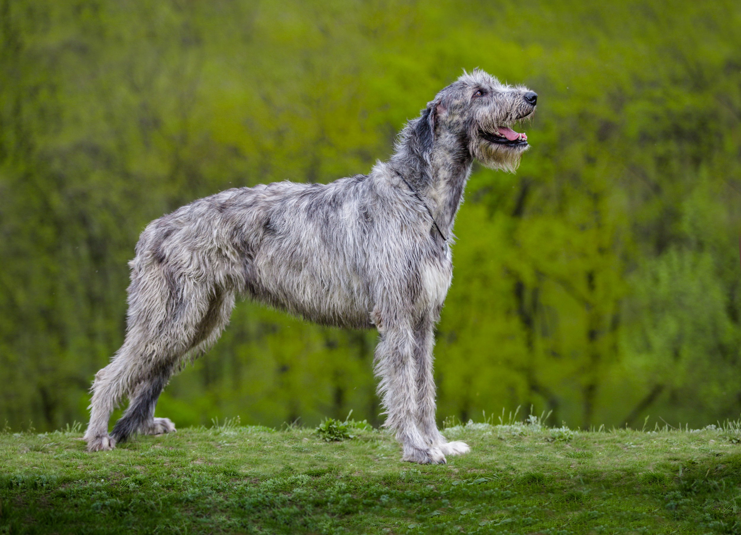 Wolfhound