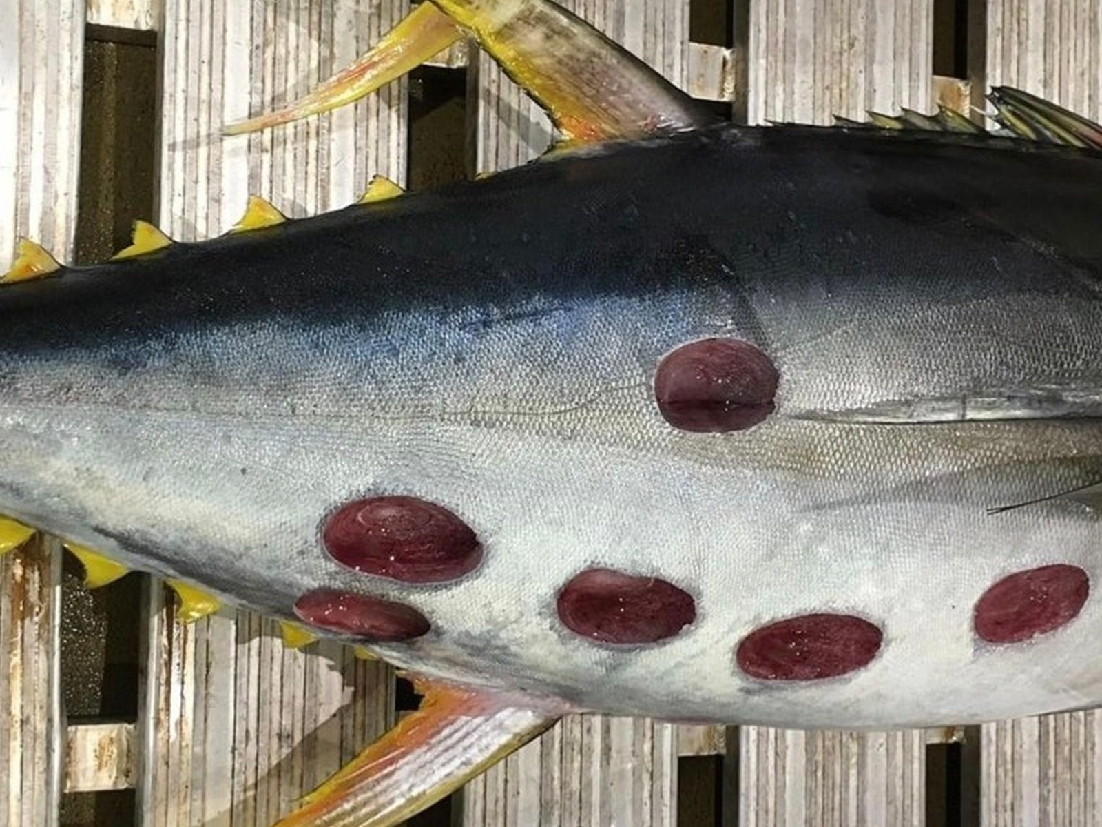 Mystery of Tuna Covered in Strange Round Holes Explained