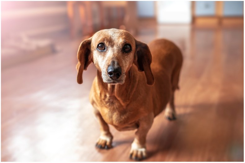 A stock image of a dachshund