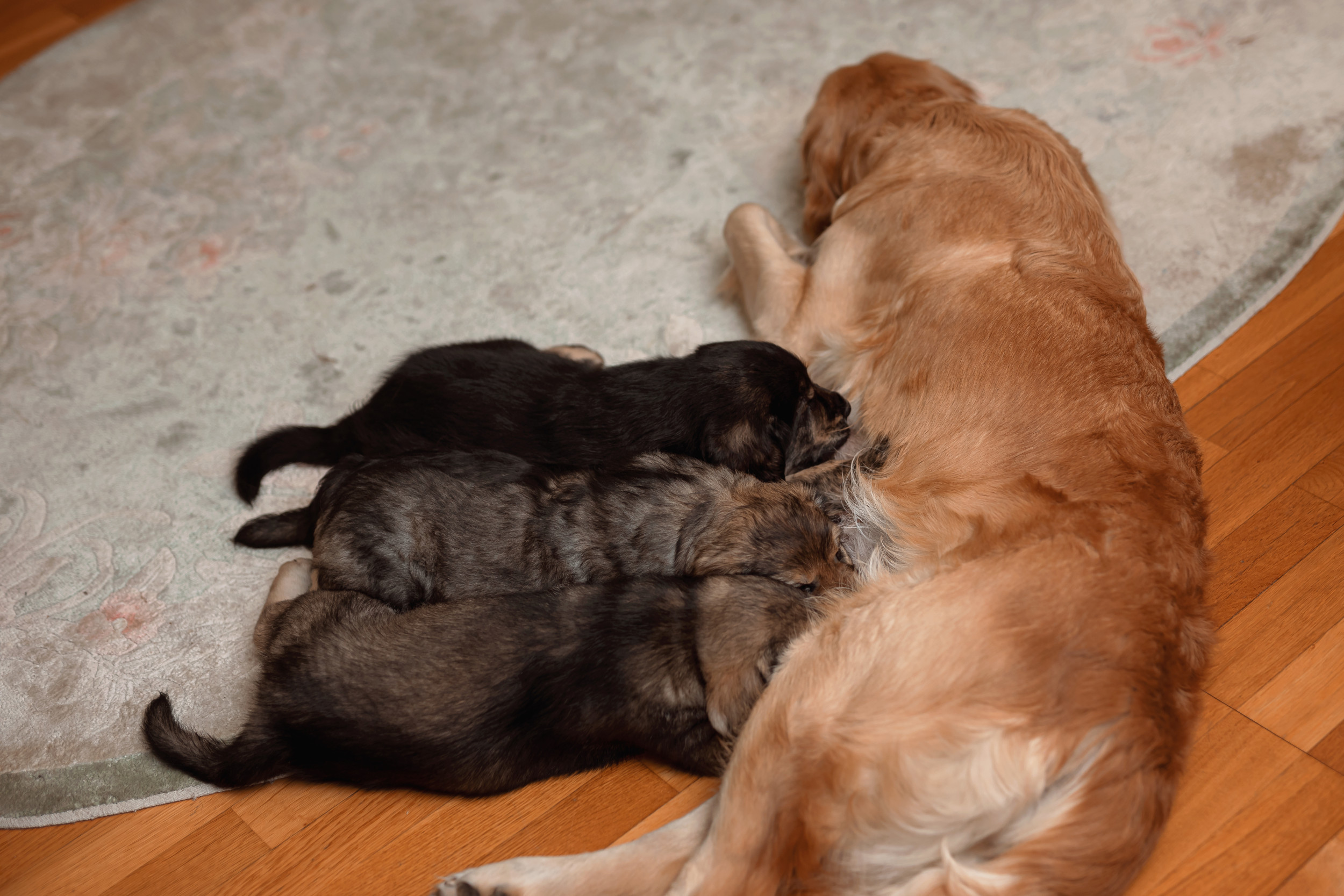 Golden Retriever Steps In to Nurse Puppies After 12-Strong Litter Born