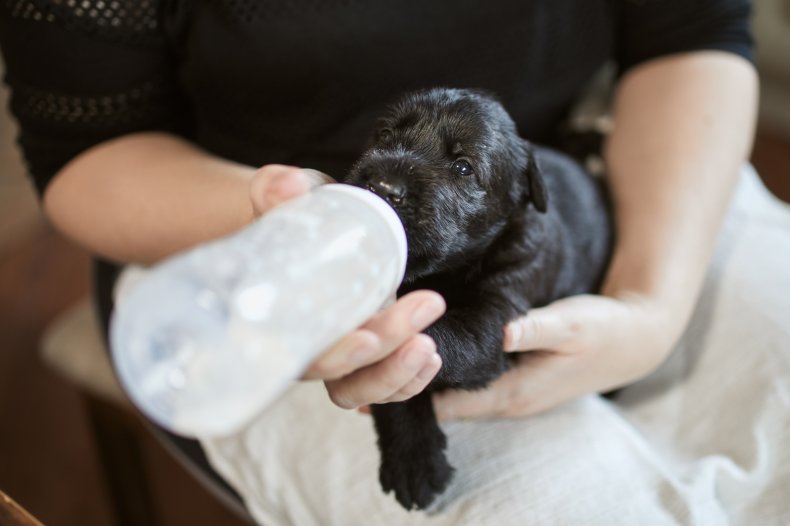 Bottle feeding puppies