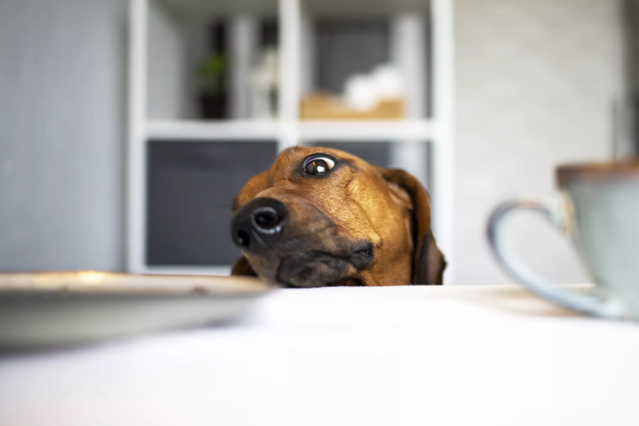 'Spoiled Puppy' Will Only Eat Food With Special Toppings in Hilarious Clip - Vimarsana News