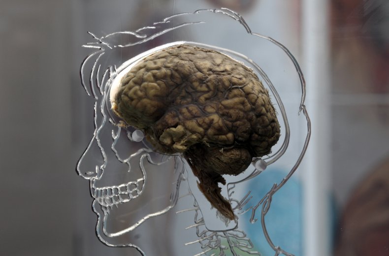 The Real Brain exhibit in Bristol, England