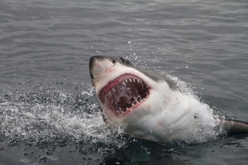 Great white shark mouth open