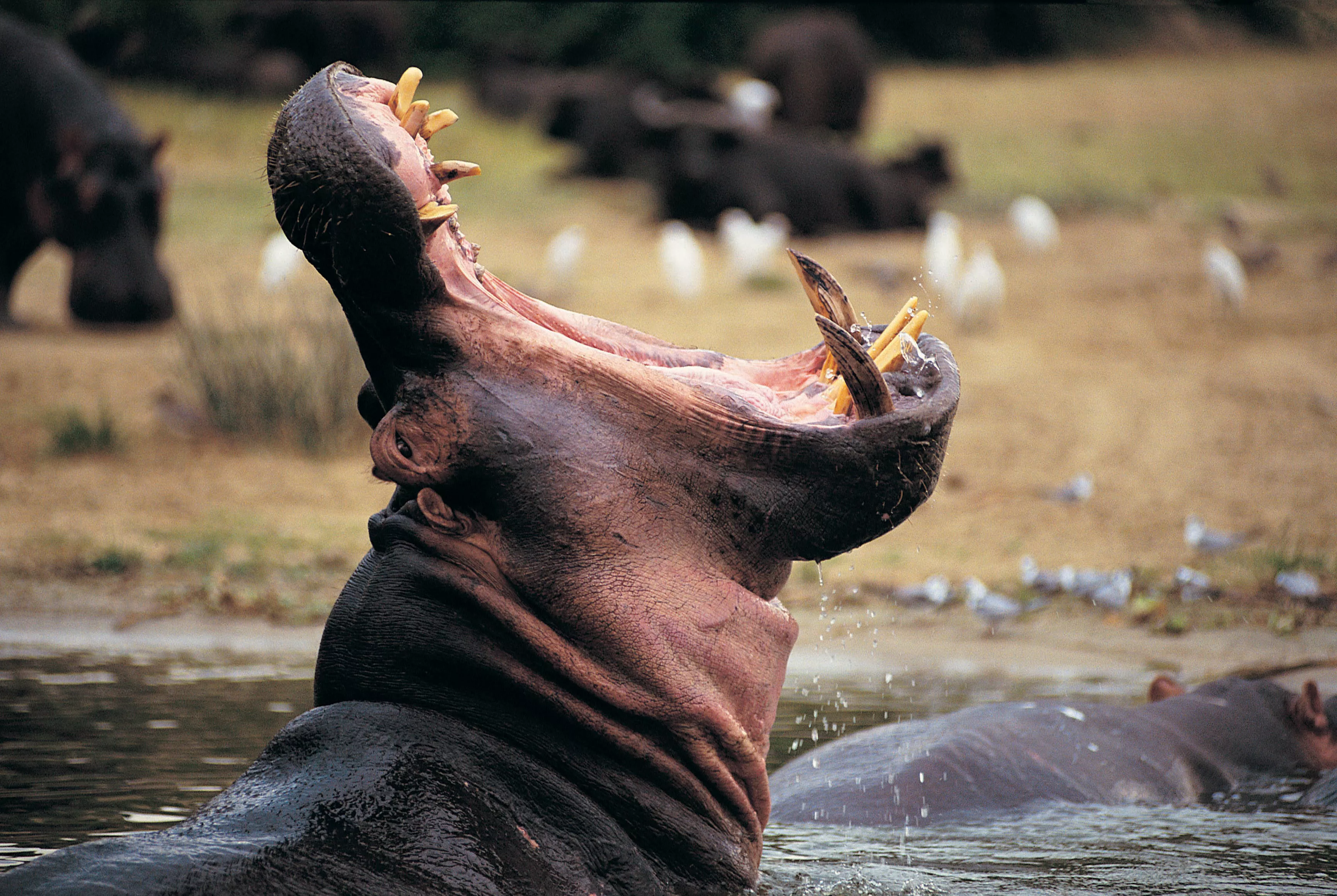 Hippos 'Sweat Blood,' Sleep Underwater and Bite Harder than a Lion - Vimarsana News