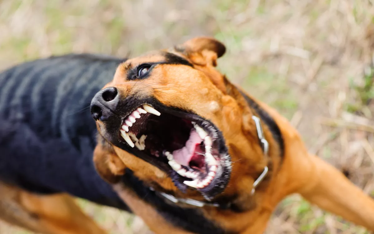 Toddler Dies After Being Mauled by Dog at Motel: Police - Vimarsana News