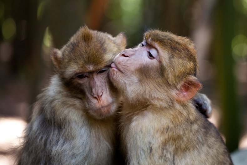 Scimmie innamorate