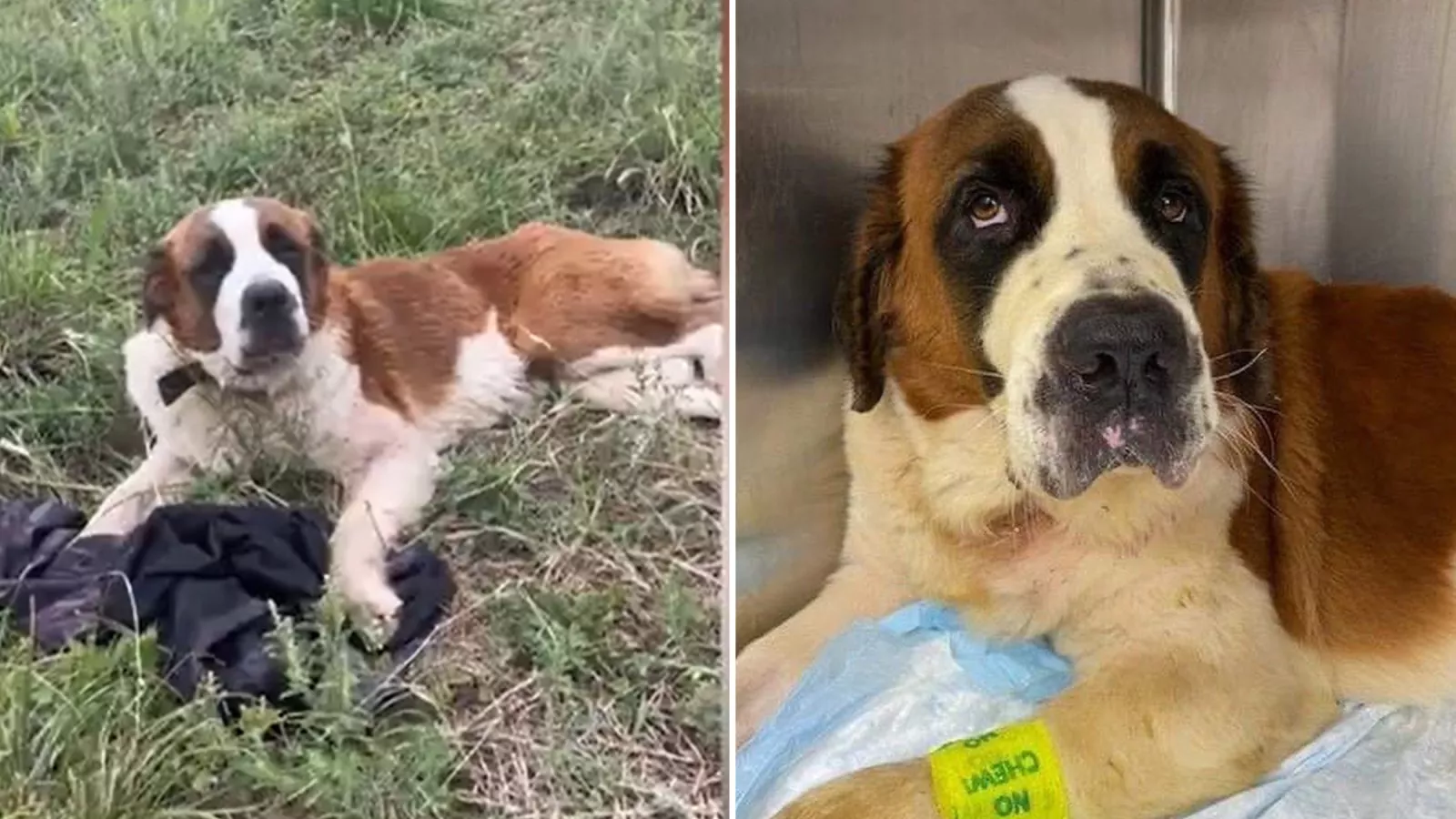 Pregnant hot sale st bernard