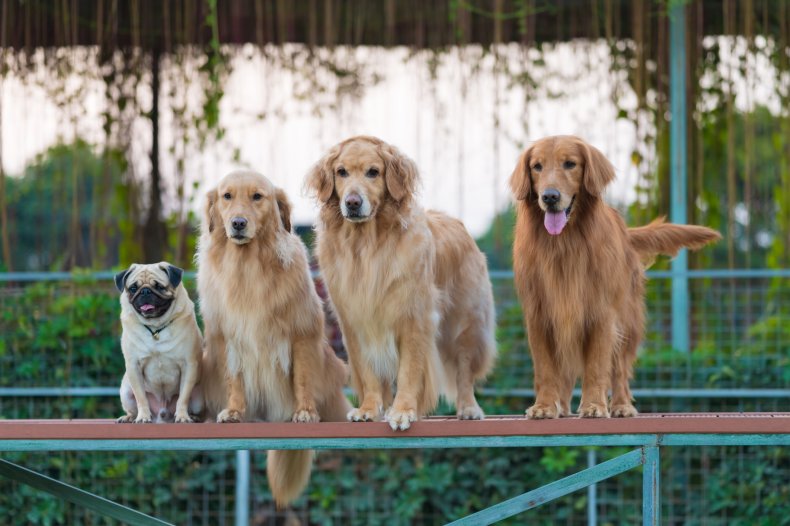 Three golden retrievers with pug on bench.