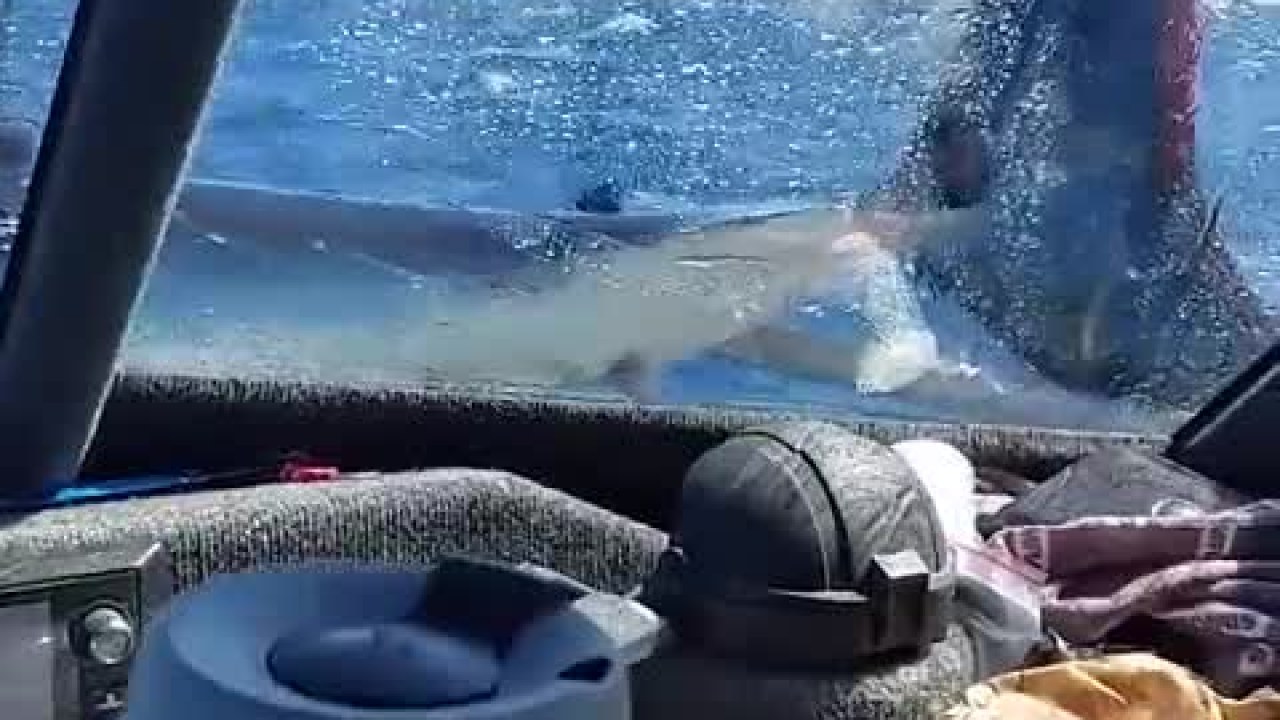 Watch Moment Huge Shark Jumps Onto Fishing Boat: 'We Were Lucky'