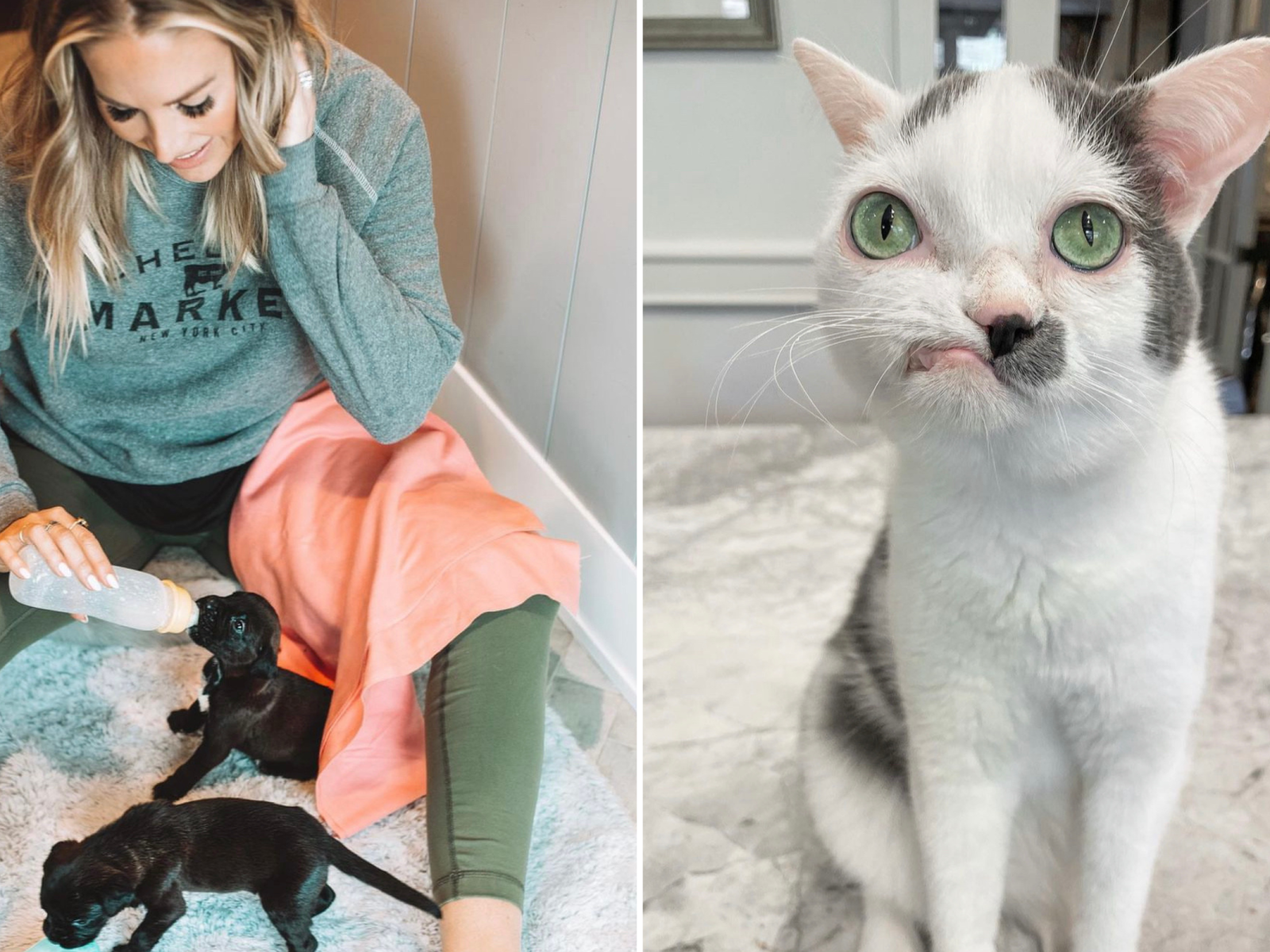 Special needs online cats for adoption