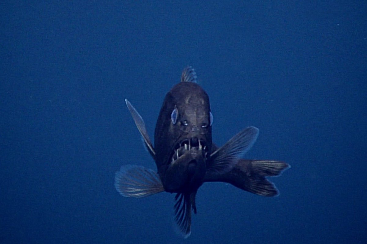 A fangtooth fish in the deep ocean