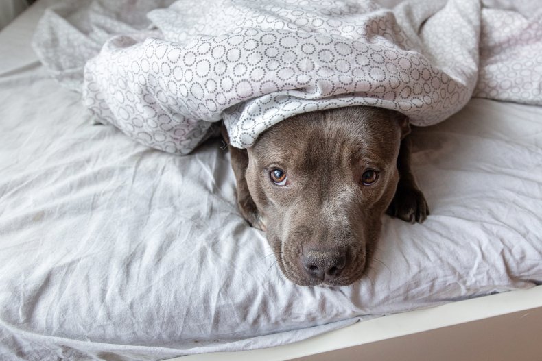 Staffordshire Bull Terrier in Bed