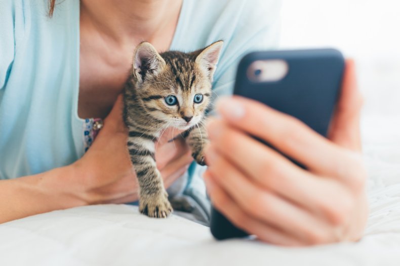 cat on the phone delights internet