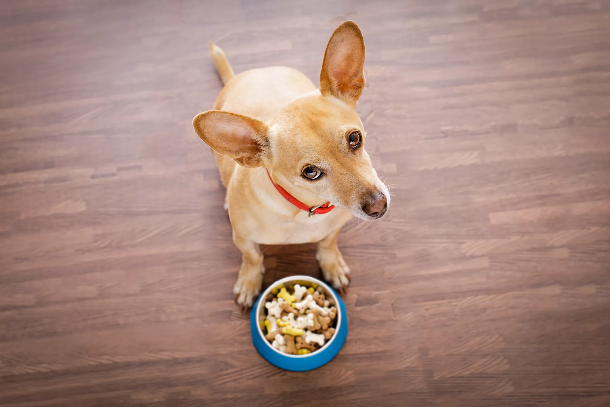 Laughter as Chihuahua Refuses to Eat Dinner Unless It's Made 'Human Style' - Vimarsana News