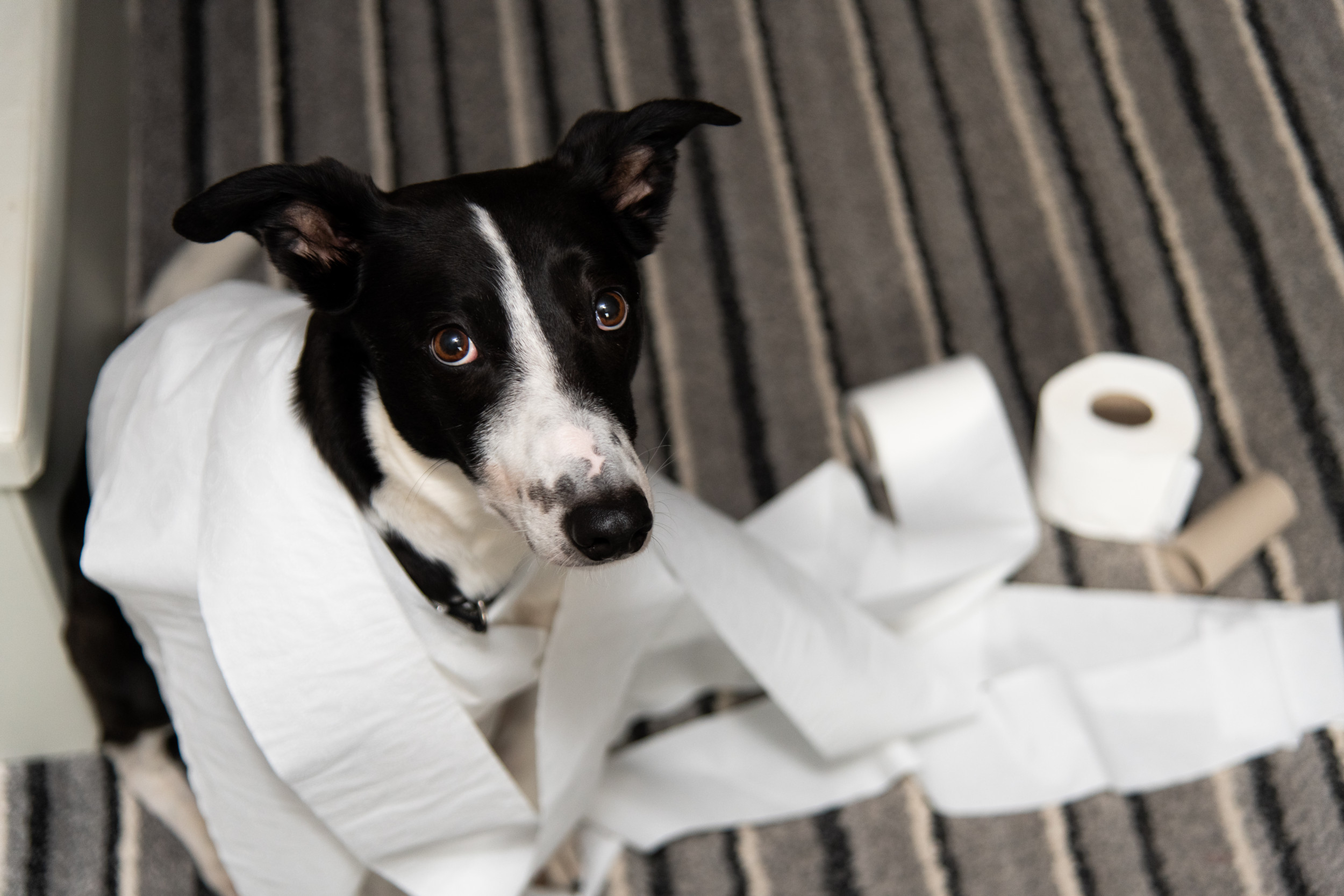 Can Dogs Eat Paper Towels