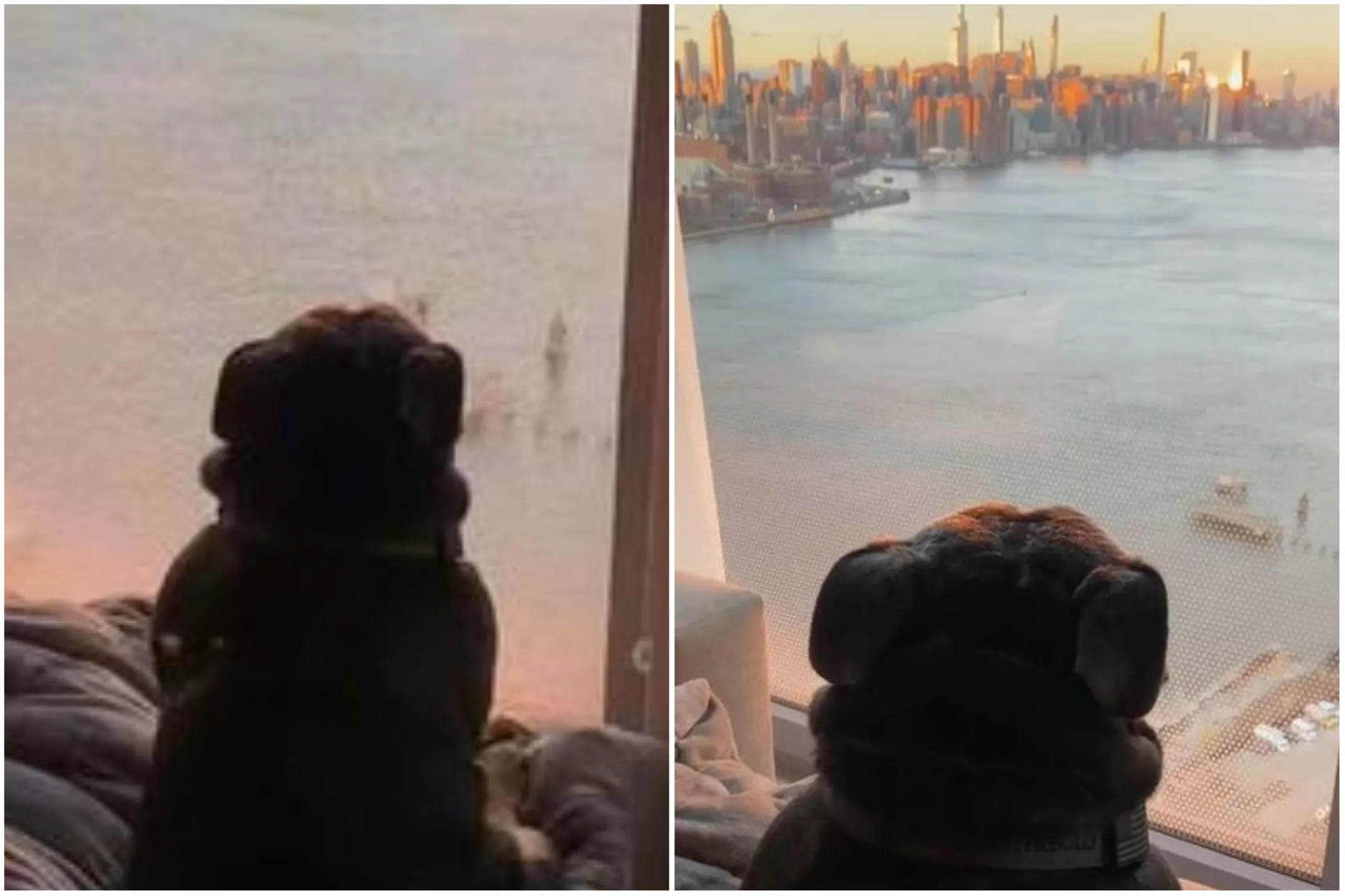 Bulldog Obsessed With Watching Sunsets Melts Hearts: 'Moments Of Peace' - Vimarsana News