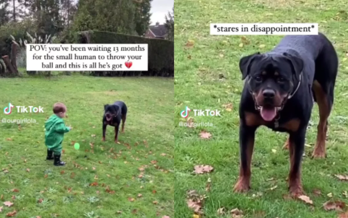 Rottweiler 'Stares in Disappointment' at Toddler's Attempt To Play Fetch - Vimarsana News