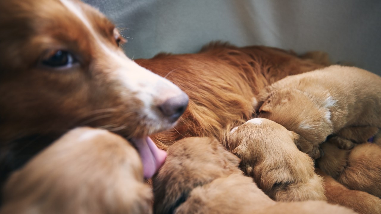 How Long Will Dogs Have Puppies