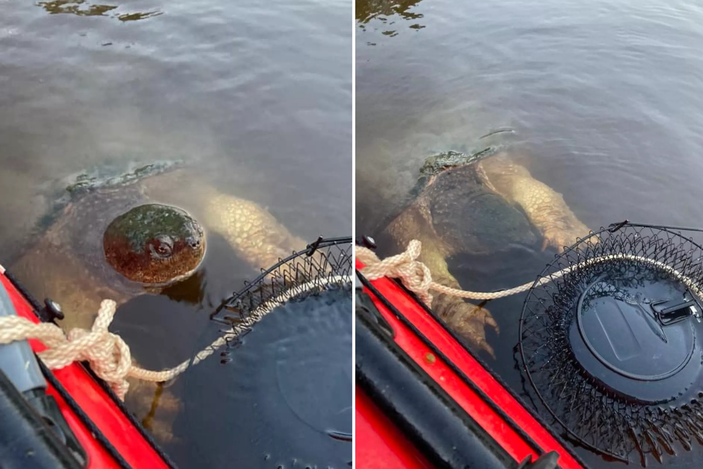 Kayakers Come Face to Face With Giant Snapping Turtle: 'So Scared' - Vimarsana News