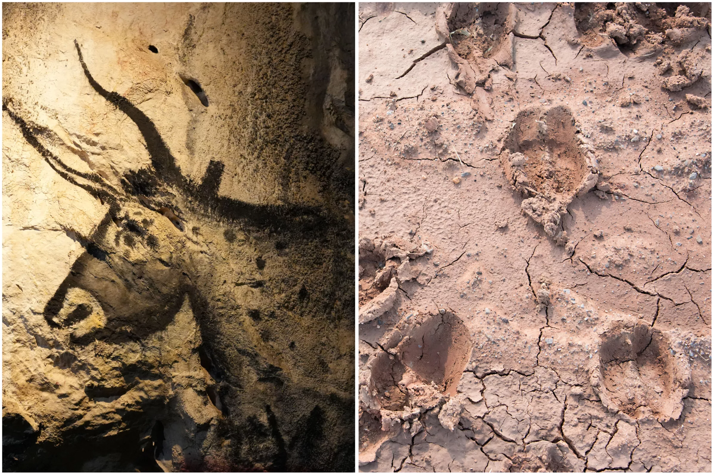 Ancient Footprints Could Be Key to Bringing Auroch Back From Extinction - Vimarsana News