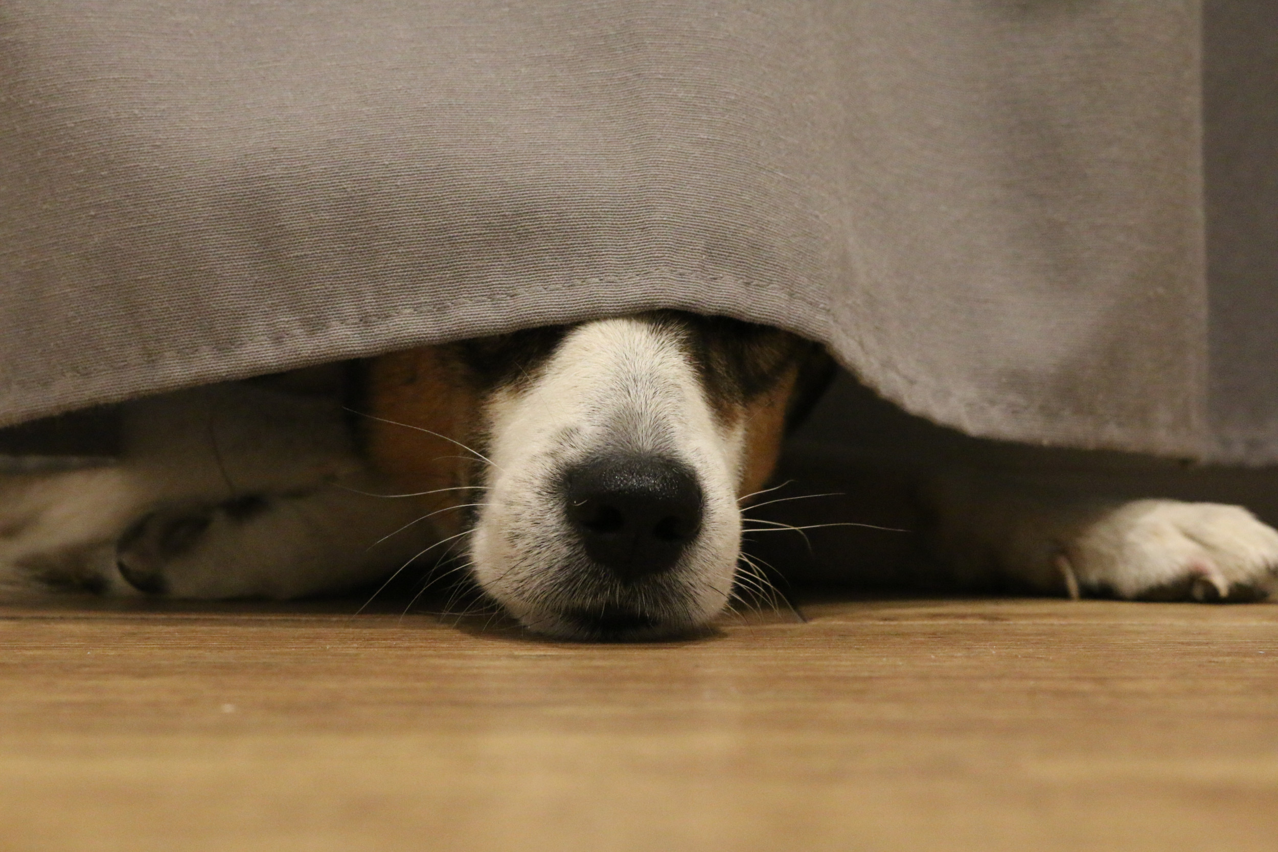 Почему собака прячется. Собака прячется. Щенок скулит. Собака спряталась. Собака под кроватью.