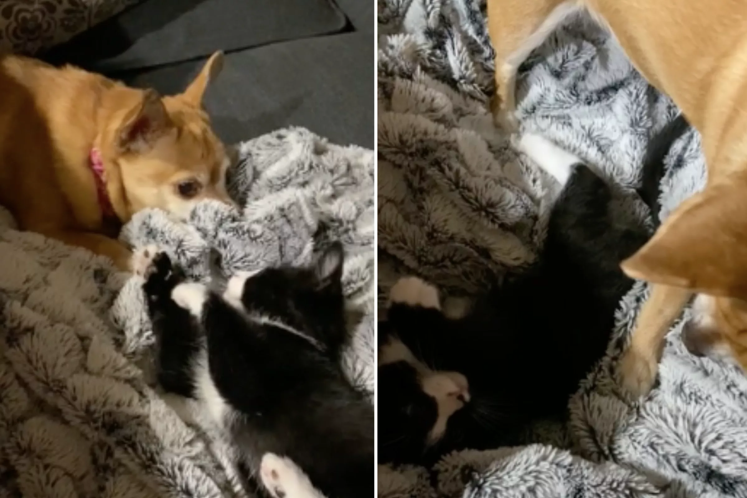 Chihuahua and Kitten 'Absolutely in Love' Melt Hearts Online - Vimarsana News